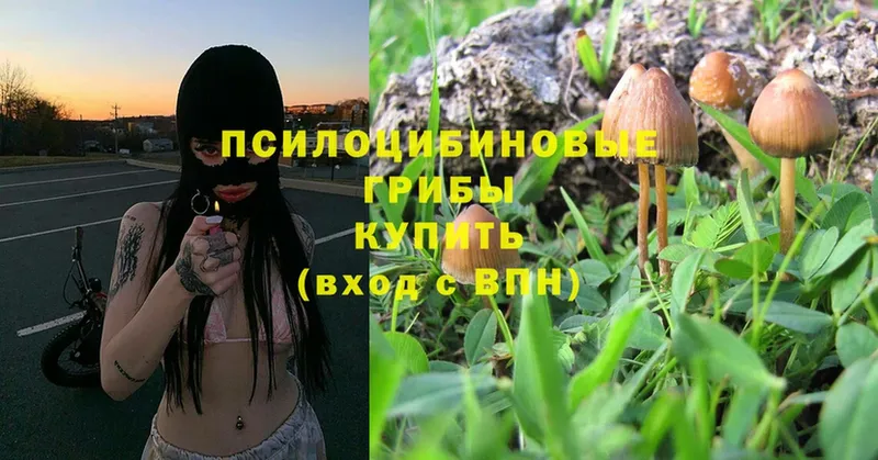 Псилоцибиновые грибы MAGIC MUSHROOMS  Выборг 